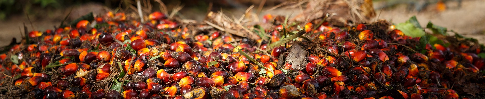 RSPO AMANAH INDONESIA