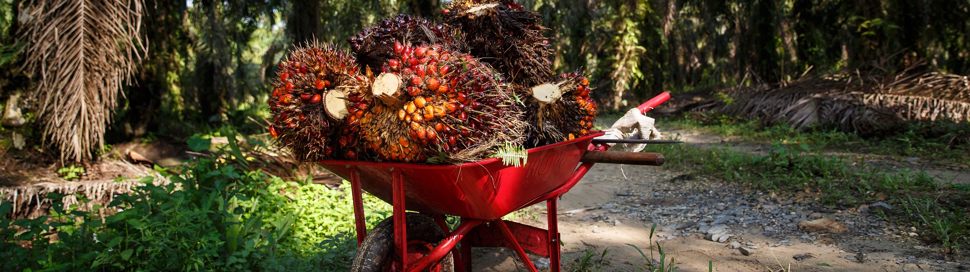 RSPO AMANAH INDONESIA