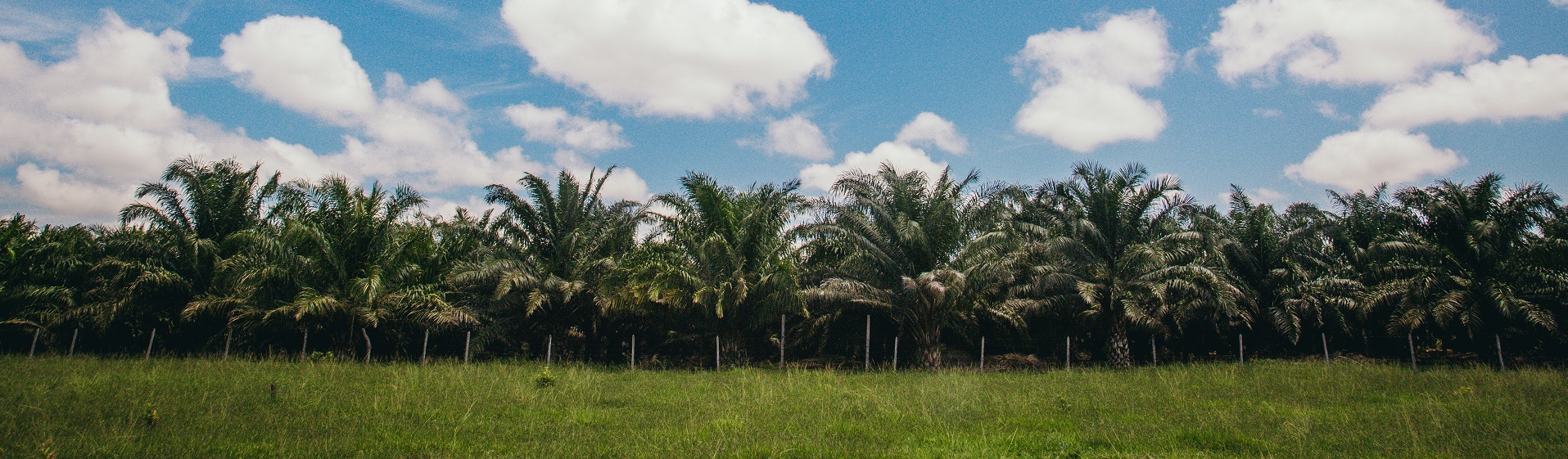 Plantation 2 Mexico (Credit_ RSPO, Ernst Young) website small banner