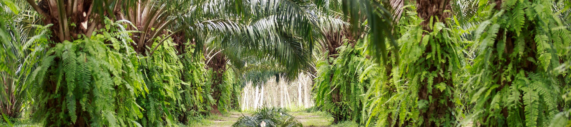 Plantation Krabi (Credit_ RSPO, Jonathan Perugia) wesbite small banner